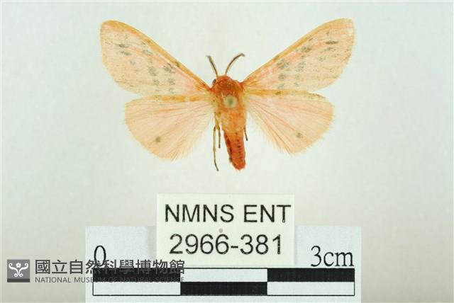 三條橙燈蛾藏品圖，第1張