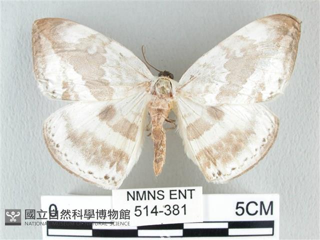 圓翅大鉤蛾藏品圖，第1張