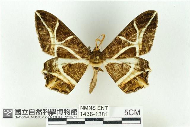 樹形尺蛾藏品圖，第1張