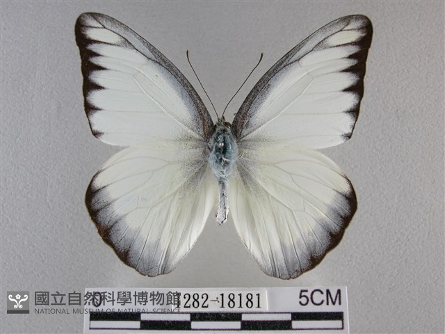 異色尖粉蝶藏品圖，第1張