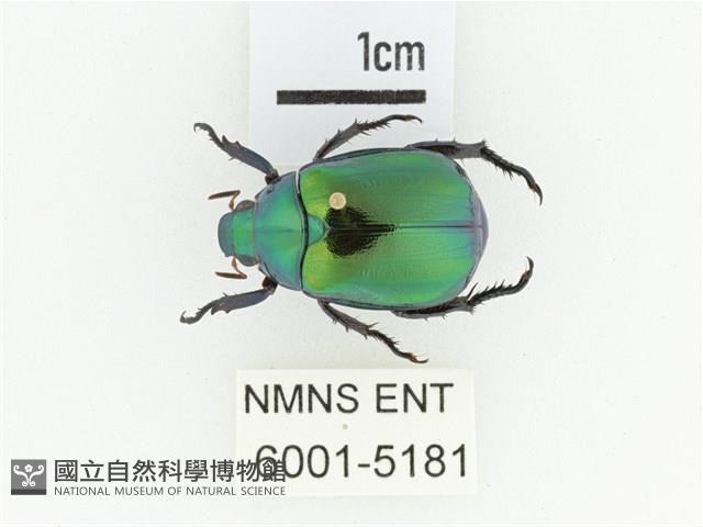 艷金龜藏品圖，第1張