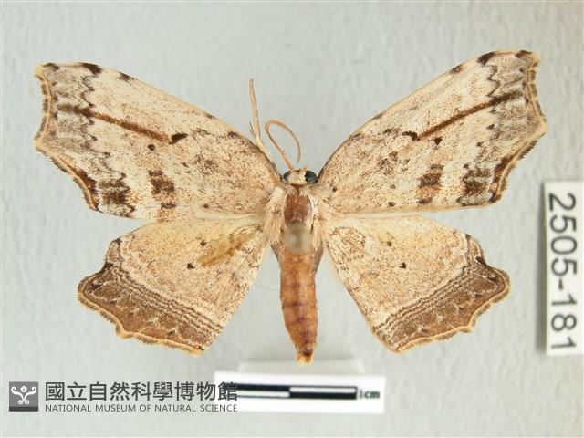 凹角鉤蛾藏品圖，第1張