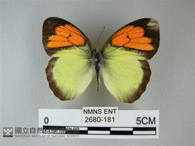 異粉蝶、雌白黃蝶藏品圖，第1張