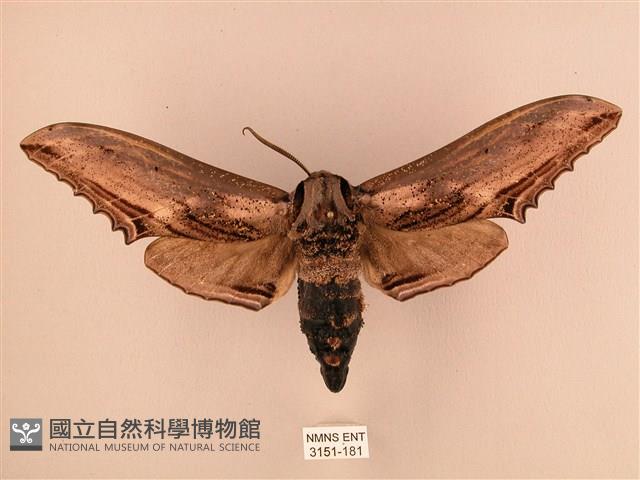 臺灣鋸翅天蛾藏品圖，第1張