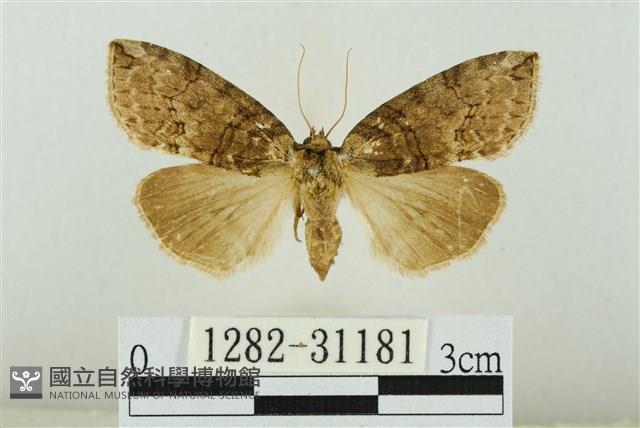 霧社環波紋蛾藏品圖，第1張