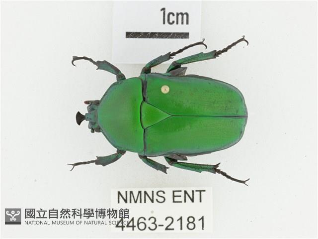 臺灣扇角金龜藏品圖，第1張