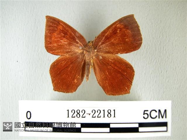 隱錨紋蛾藏品圖，第1張