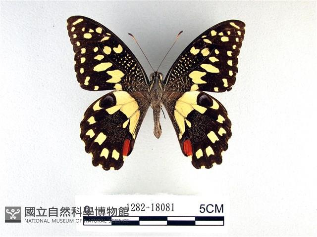 花鳳蝶、無尾鳳蝶藏品圖，第1張