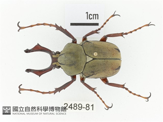 臺灣角金龜藏品圖，第1張