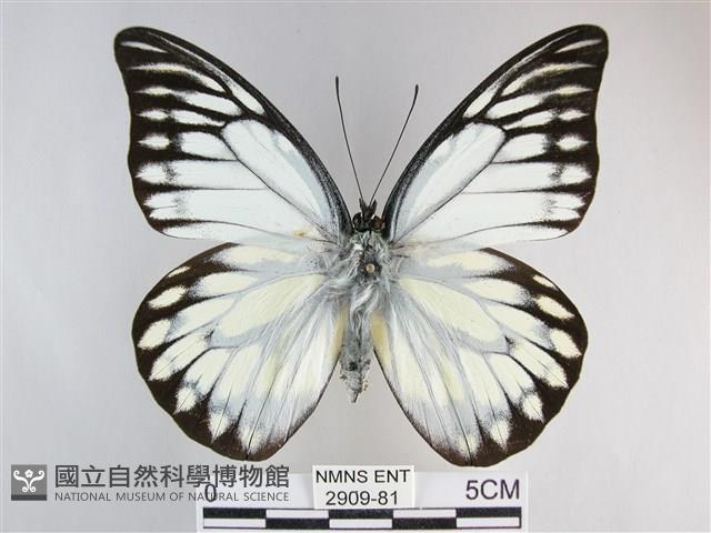 鋸粉蝶藏品圖，第1張