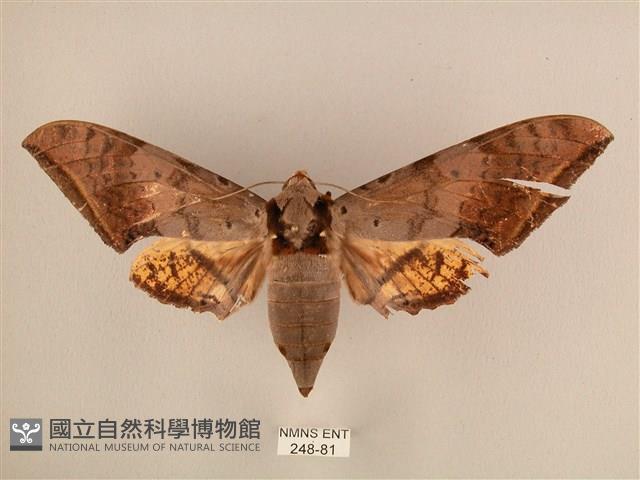 臺灣鷹翅天蛾藏品圖，第1張