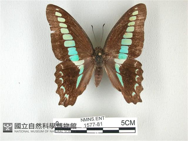 青帶鳳蝶藏品圖，第1張
