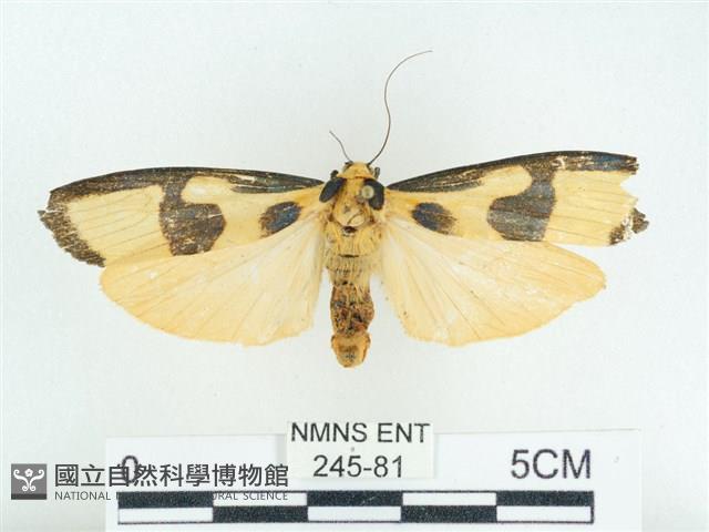 閃光苔蛾藏品圖，第1張