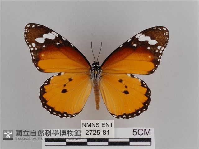 樺斑蝶藏品圖，第1張