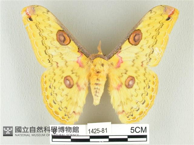 黃豹天蠶蛾藏品圖，第1張