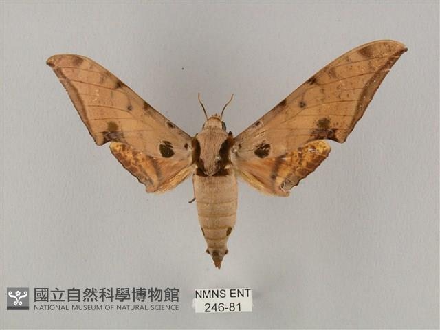 裂斑鷹翅天蛾藏品圖，第1張