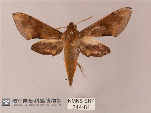 臺灣白肩天蛾藏品圖，第1張