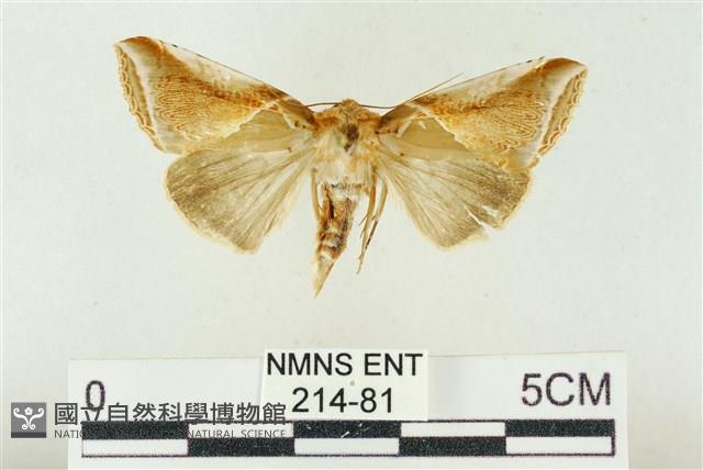 印華波紋蛾藏品圖，第1張
