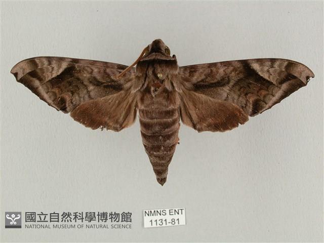 全緣缺角天蛾藏品圖，第1張