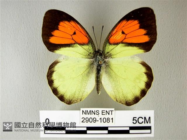 異粉蝶、雌白黃蝶藏品圖，第1張