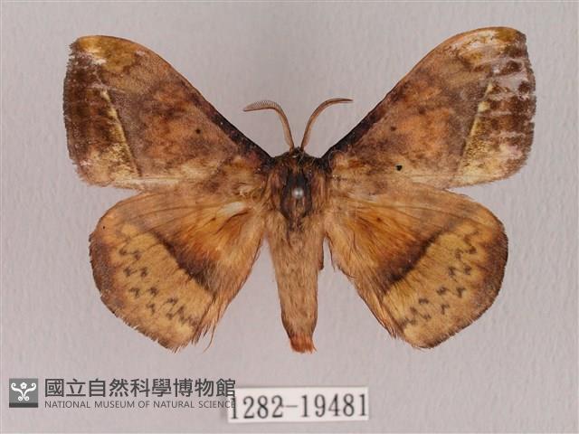 埔里帶蛾藏品圖，第1張