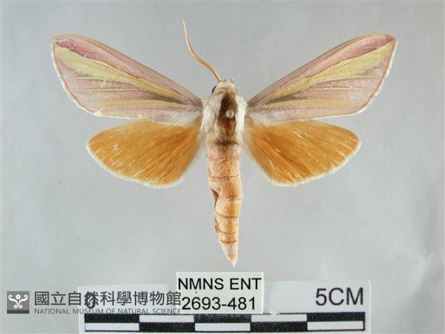 雙黃條天蛾藏品圖，第1張