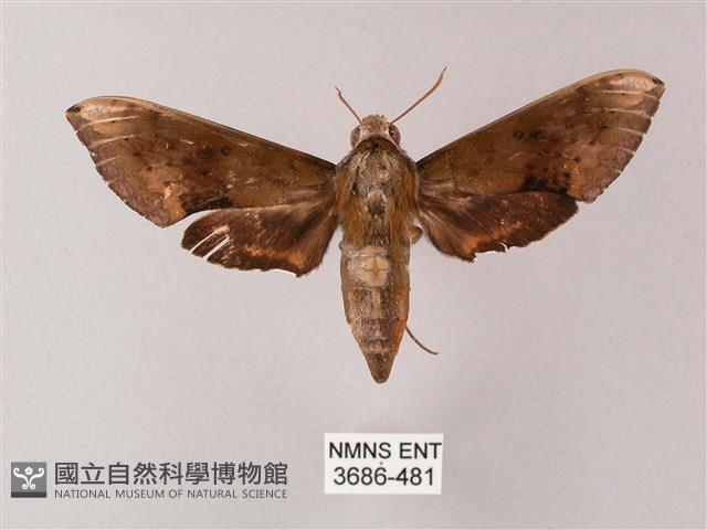 臺灣白肩天蛾藏品圖，第1張