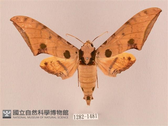 裂斑鷹翅天蛾藏品圖，第1張