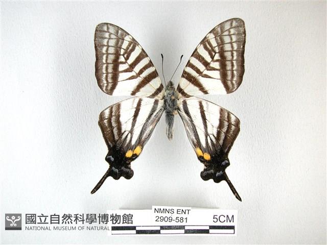 劍鳳蝶藏品圖，第1張