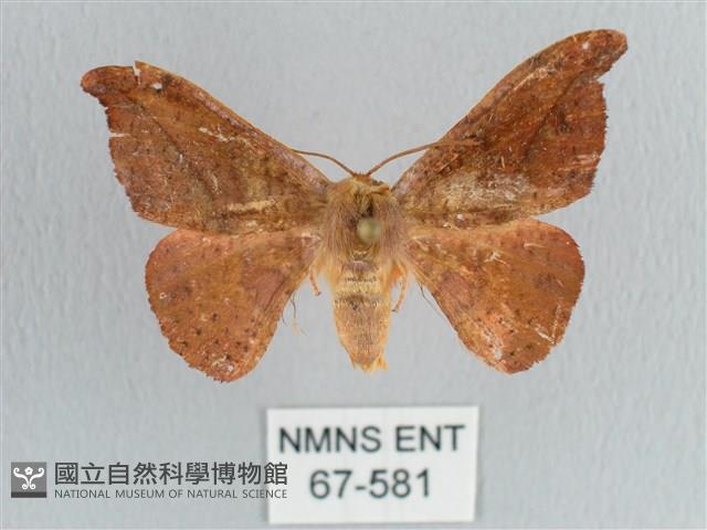 銀端帶鉤蛾藏品圖，第1張