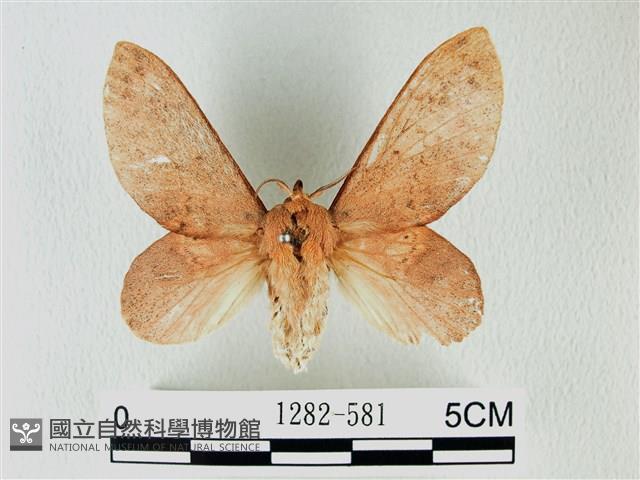 緣斑枯葉蛾藏品圖，第1張