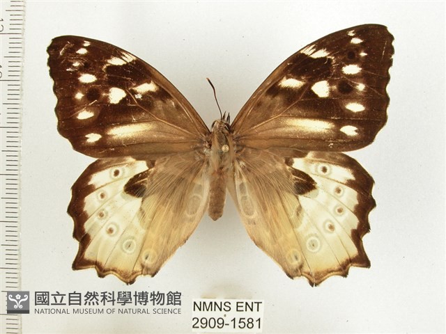 白斑蔭眼蝶藏品圖，第1張