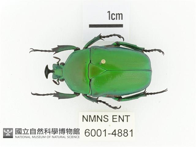 臺灣扇角金龜藏品圖，第1張