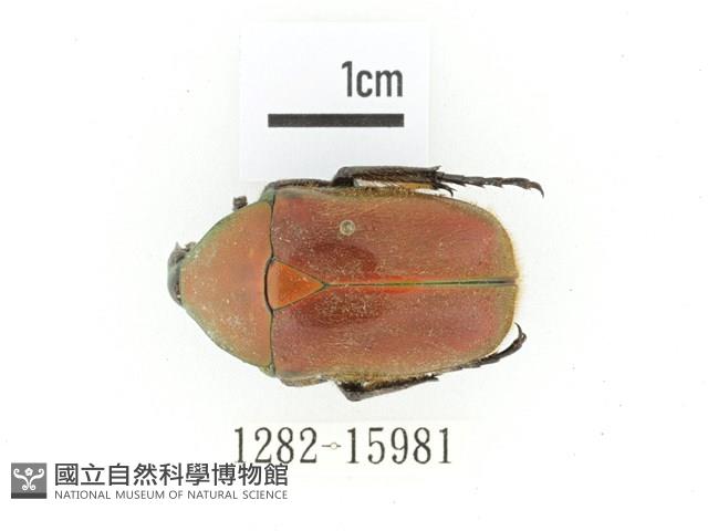 毛翅騷金龜藏品圖，第1張