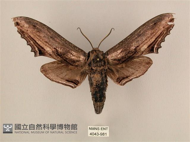 臺灣鋸翅天蛾藏品圖，第1張
