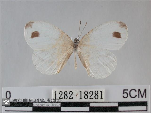 纖粉蝶、黑點粉蝶藏品圖，第1張