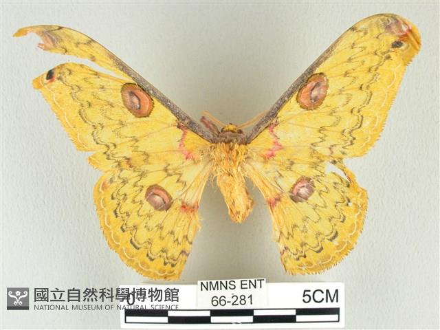 黃豹天蠶蛾藏品圖，第1張