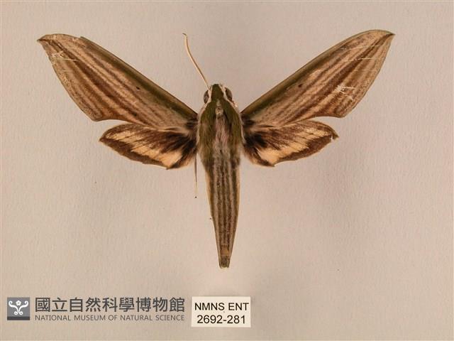棕綠背線天蛾藏品圖，第1張