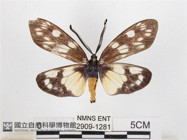 蓬萊茶斑蛾藏品圖，第1張