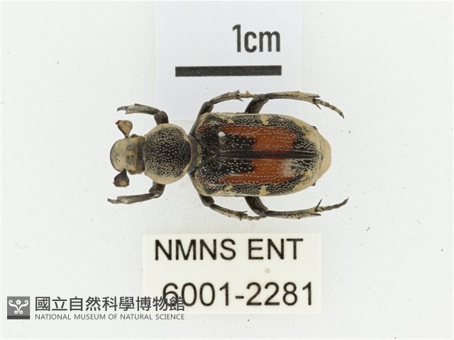 臺灣跗花金龜藏品圖，第1張