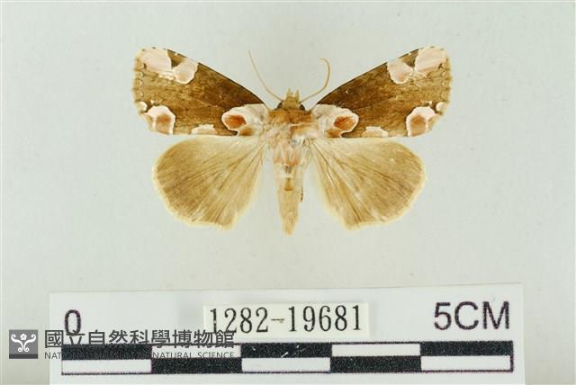 大斑波紋蛾藏品圖，第1張