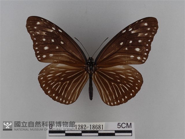 異紋紫斑蝶藏品圖，第1張