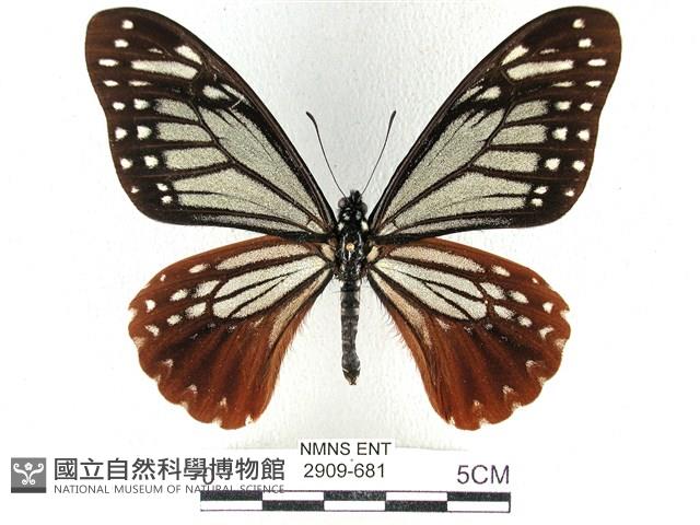 斑鳳蝶藏品圖，第1張