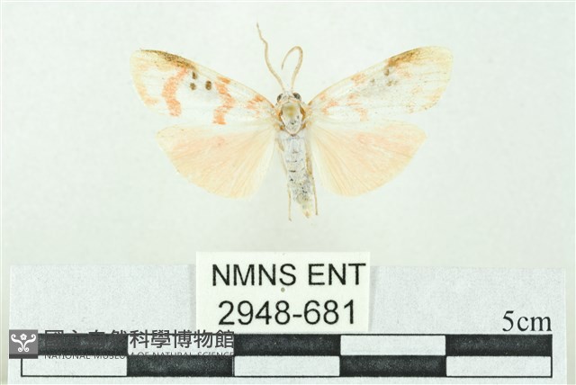 臺雪苔蛾藏品圖，第1張