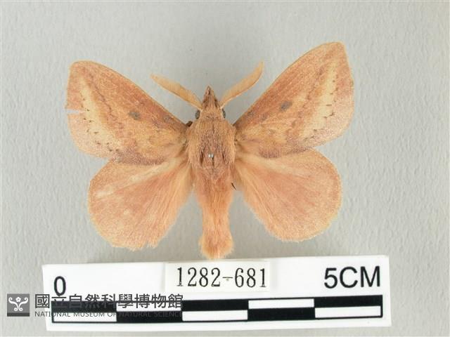 淡紋斜帶枯葉蛾藏品圖，第1張