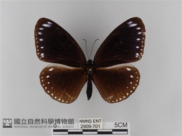 雙標紫斑蝶藏品圖，第1張