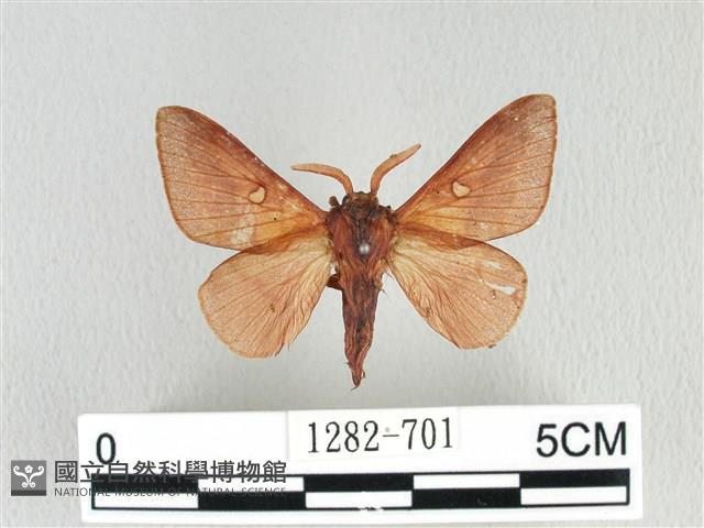 月斑枯葉蛾藏品圖，第1張