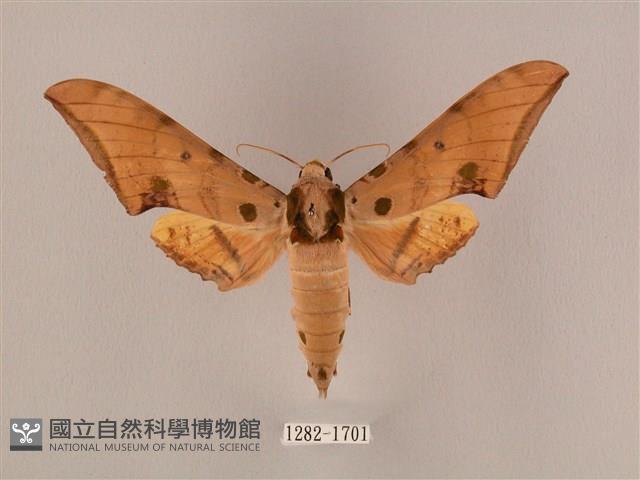 裂斑鷹翅天蛾藏品圖，第1張