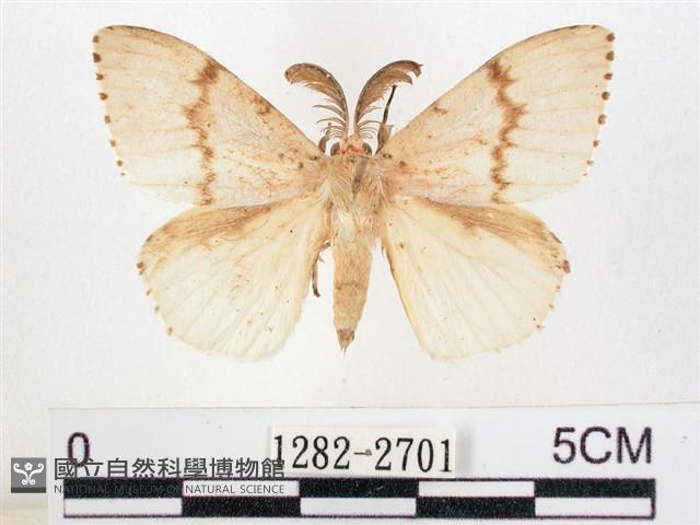 木毒蛾藏品圖，第1張