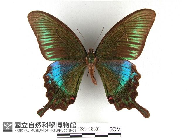 翠鳳蝶蘭嶼亞種藏品圖，第1張